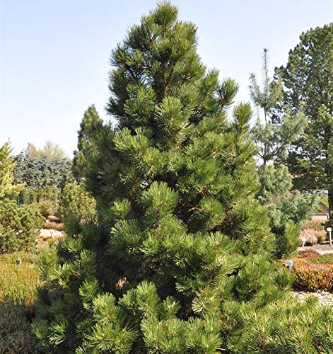 Bosnische Zwergkiefer Malinki 30-40cm - Pinus leucodermis - Gartenpflanze von Baumschule