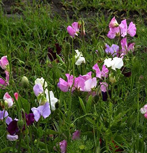 Breitblättrige Platterbse - Lathyrus latifolius - Gartenpflanze von Baumschule
