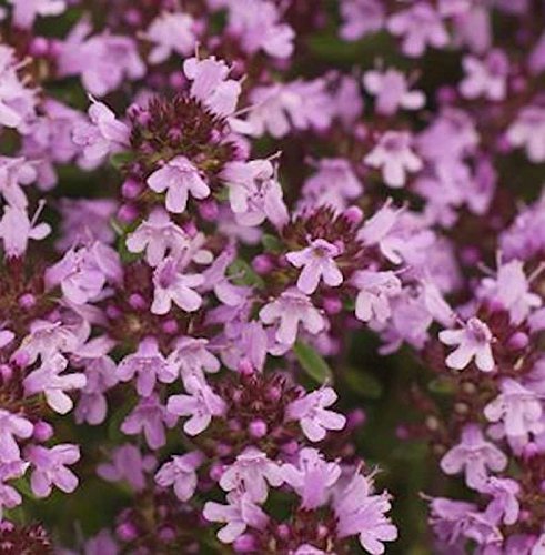 Breitblättrige Thymian - Thymus pulegioides - Gartenpflanze von Baumschule