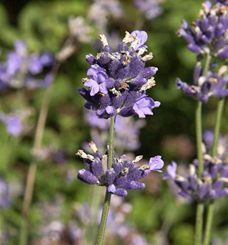 Breitblättriger Lavendel - Lavandula latifolia - Gartenpflanze von Baumschule