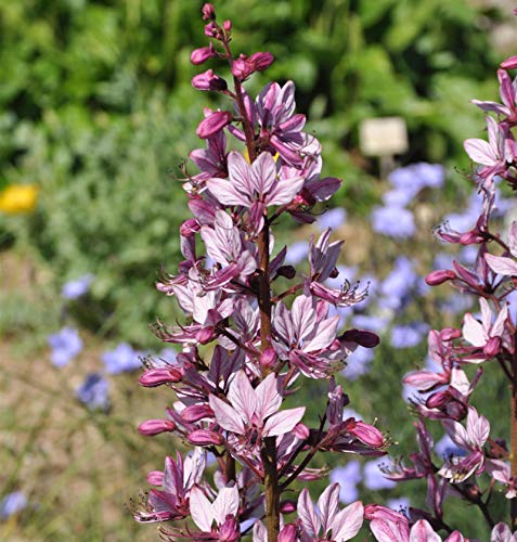 Brennender Busch - Dictamnus albus - Gartenpflanze von Baumschule