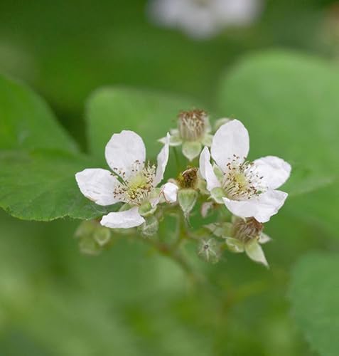 Brombeere Asterina - Rubus fruticosus - Gartenpflanze von Baumschule