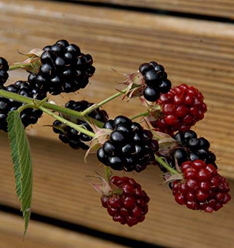 Brombeere Loch Ness - Rubus fruticosus - Gartenpflanze von Baumschule