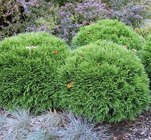 Bubikopf Lebensbaum Mr Bowling Ball 20-25cm - Thuja occidentalis - Gartenpflanze von Baumschule