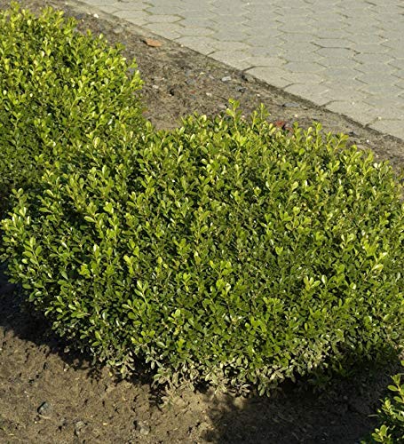 Buchsbaum Herrenhausen 30-40cm - Buxus sempervirens - Gartenpflanze von Baumschule