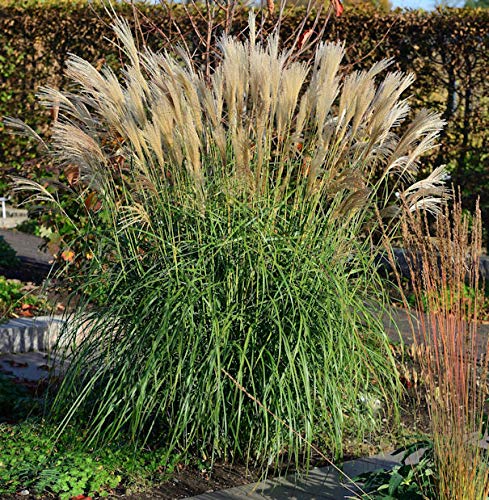 Chinaschilf Hermann Müssel - XXXL Topf - Miscanthus sinensis - Gartenpflanze von Baumschule