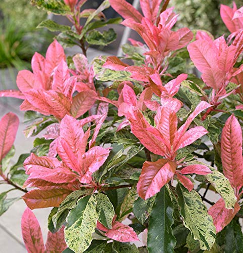 Chinesische Glanzmispel Pink Crispy® 30-40cm - Photinia serratifolia von Baumschule