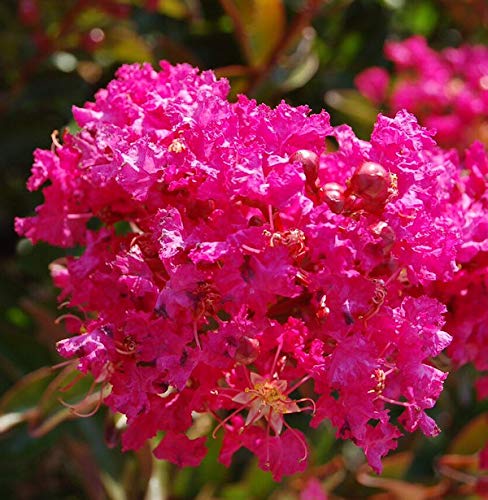 Chinesische Kräuselmyrte Berry Dazzle 60-80cm - Lagerstroemia indica - Gartenpflanze von Baumschule