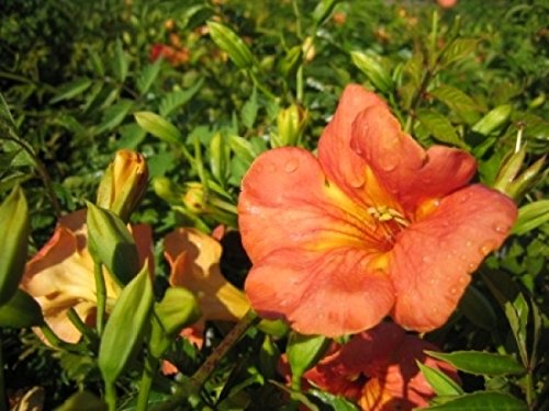 Chinesische Trompetenblume - Campsis Grandiflora - Kletterpflanze, schnellwachsend, reichblühend, 40-60 cm von Baumschule PlantaPro