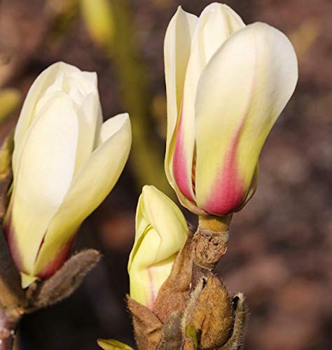 Chinesische Yulan Magnolie Sunrise 40-60cm - Magnolia denudata - Gartenpflanze von Baumschule