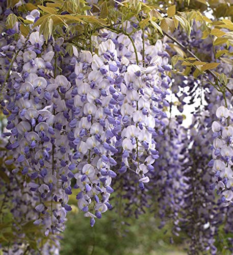 Chinesischer Blauregen 60-80cm - Wisteria sinensis - Gartenpflanze von Baumschule