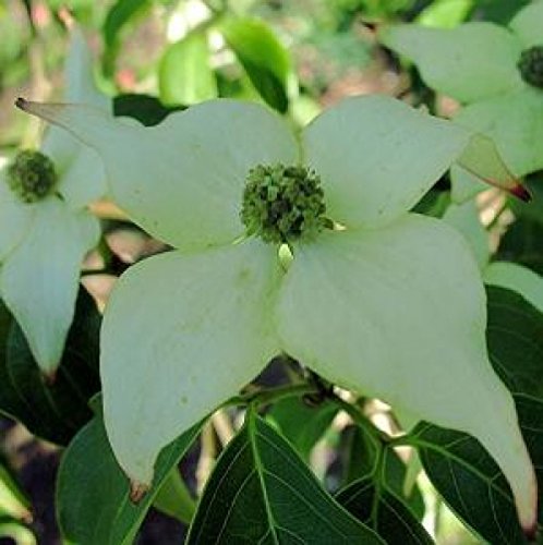 Chinesischer Blumen-Hartriegel - Cornus kousa chinensis - Milky Way - absolut winterhart - gelborange Herbstfärbung - sehr blühfreudig - 40-60 cm von Baumschule PlantaPro