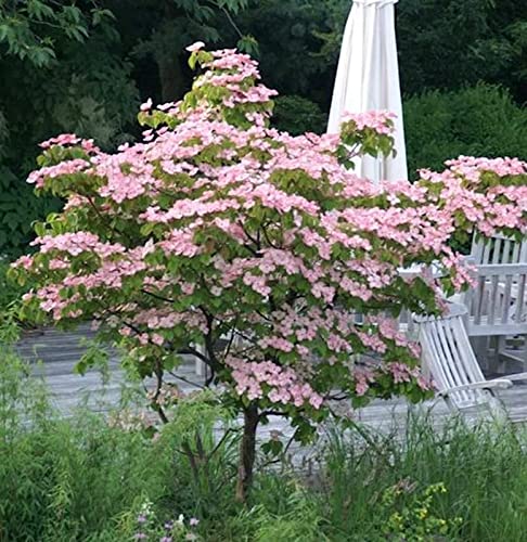 Chinesischer Blumenhartriegel Rosabella 40-60cm - Cornus kousa - Gartenpflanze von Baumschule