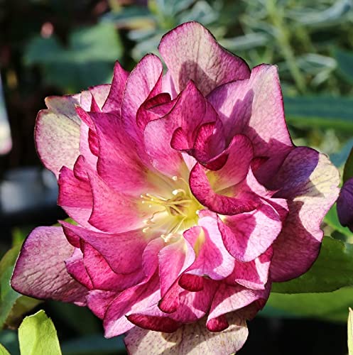 Christrose Lenzrose Double Ellen Red - Helleborus orientalis - Gartenpflanze von Baumschule