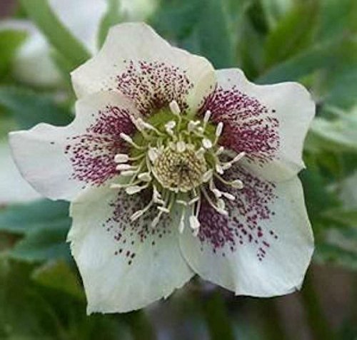 Christrose Lenzrose White Spotted Lady - Helleborus orientalis - Gartenpflanze von Baumschule