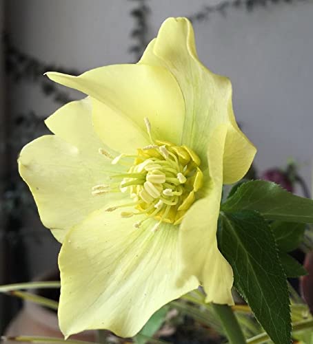 Christrose Yellow Lady - Helleborus orientalis - Gartenpflanze von Baumschule