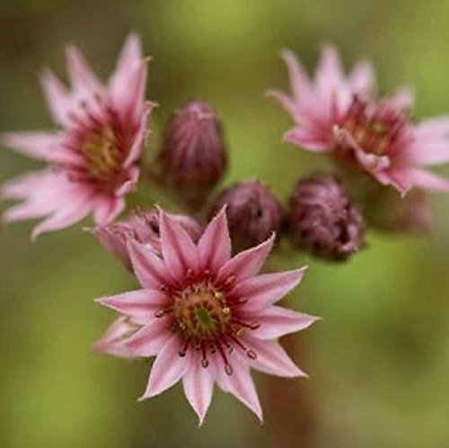 Dachwurz Katopia - Sempervivum arachnoideum Dachwurz Katopia - Sempervivum arachnoideum von Baumschule
