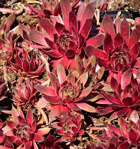 Dachwurz Red King - Sempervivum cultorum - Gartenpflanze von Baumschule