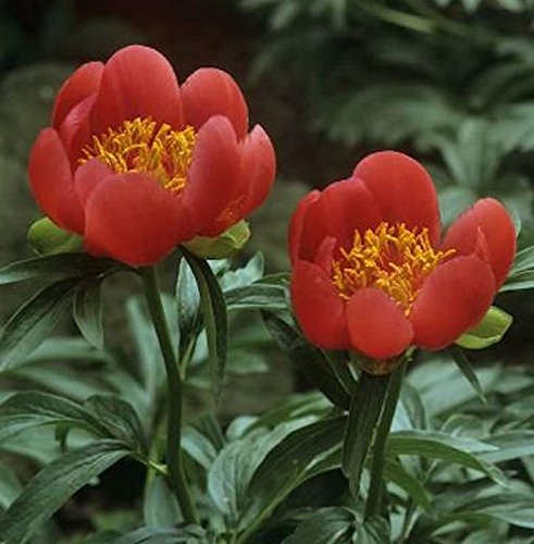 Delavayi Strauchpfingstrose - Paeonia delavayi - Gartenpflanze von Baumschule