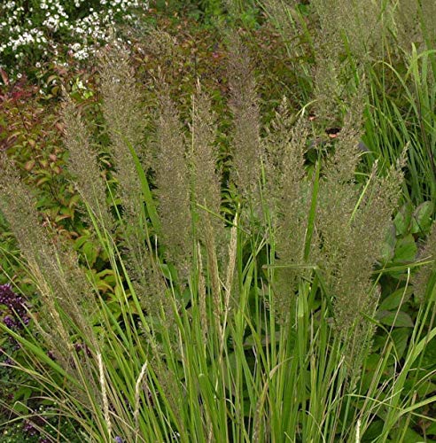 Diamant Reitgras - großer Topf - Calamagrostis brachytricha - Gartenpflanze von Baumschule