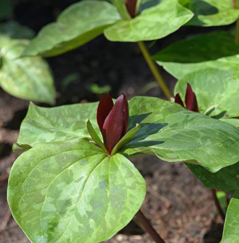 Dreiblatt Waldlilie Zwergtrillium - Trillium cuneatum - Gartenpflanze von Baumschule