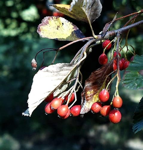 Echte Mehlbeere 100-125cm - Sorbus aria - Gartenpflanze von Baumschule
