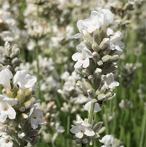 Echter Lavendel Edelweiß - großer Topf - Lavandula angustifolia von Baumschule