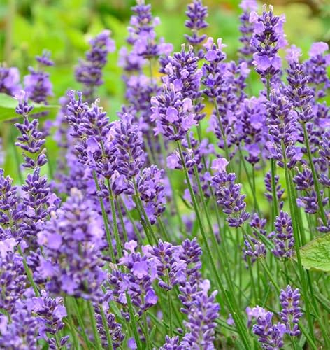 Echter Lavendel Essence Purple - großer Topf - Lavandula angustifolia - Gartenpflanze von Baumschule