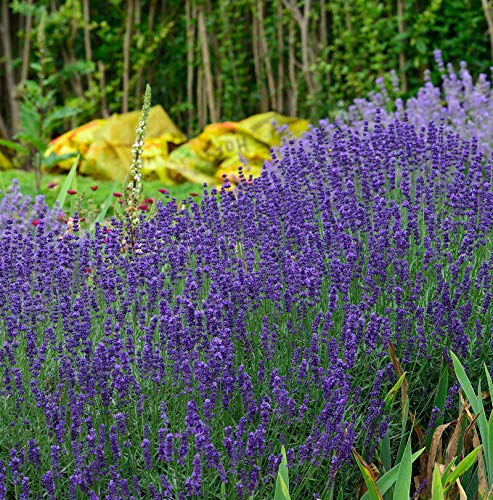 Echter Lavendel Hidcote Blue - großer Topf - Lavandula angustifolia von Baumschule