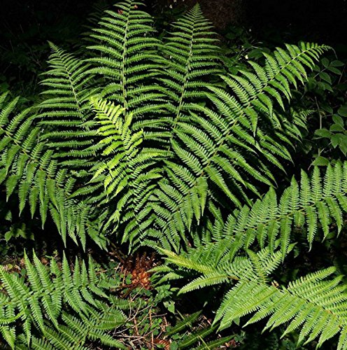 Echter Wurmfarn - großer Topf - Dryopteris filix mas - Gartenpflanze von Baumschule