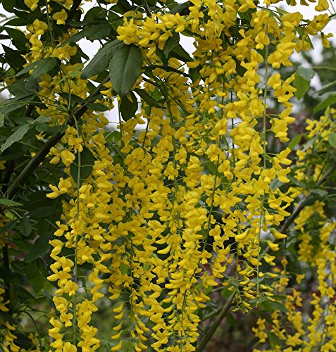 Edel Goldregen 80-100cm - Laburnum watereri Vossii - Gartenpflanze von Baumschule
