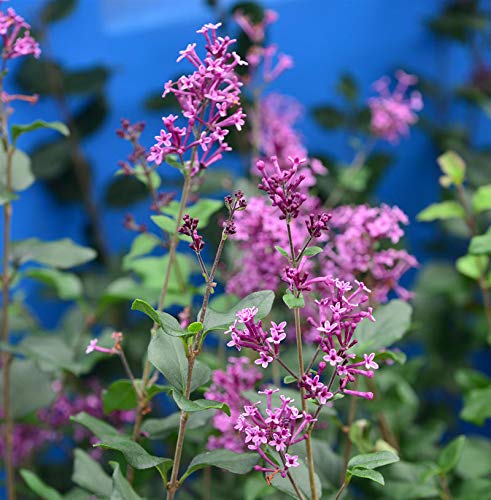 Edelflieder Bloomerang Dark Purple 60-80cm - Syringa - Gartenpflanze von Baumschule