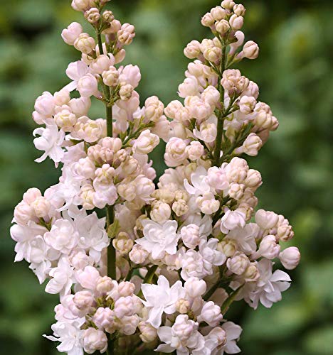 Edelflieder Schöne von Moskau - Kircher-Collection 40-60cm - Syringa vulgaris - Gartenpflanze von Baumschule