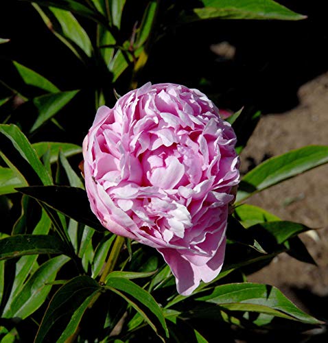 Edelpfingstrose Mammoth Rose - Paeonia lactiflora - Gartenpflanze von Baumschule