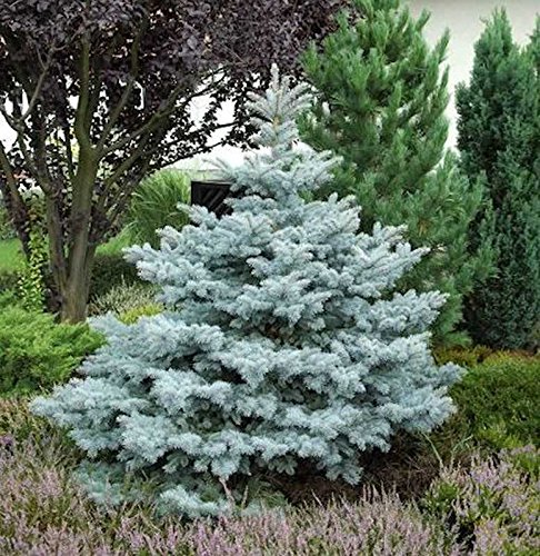 Ediths Blaufichte 50-60cm - Picea pungens - Gartenpflanze von Baumschule