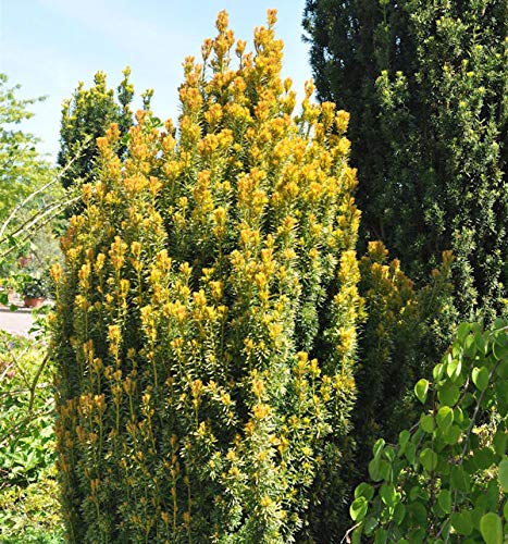 Eibe Germers Gold 40-50cm - Taxus baccata - Gartenpflanze von Baumschule