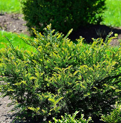 Eibe Kleiner Grüner 20-25cm - Taxus baccata - Gartenpflanze von Baumschule