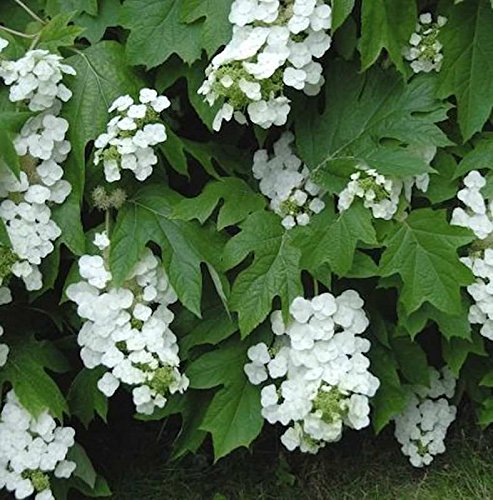 Eichenblättrige Hortensie Snowflake 30-40cm - Hydrangea quercifolia - Gartenpflanze von Baumschule