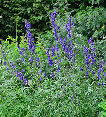 Eisenhut blau - Aconitum napellus - Gartenpflanze von Baumschule