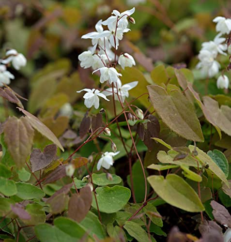 Elfenblume - Sockenblume - Epimedium diphyllum - Gartenpflanze von Baumschule