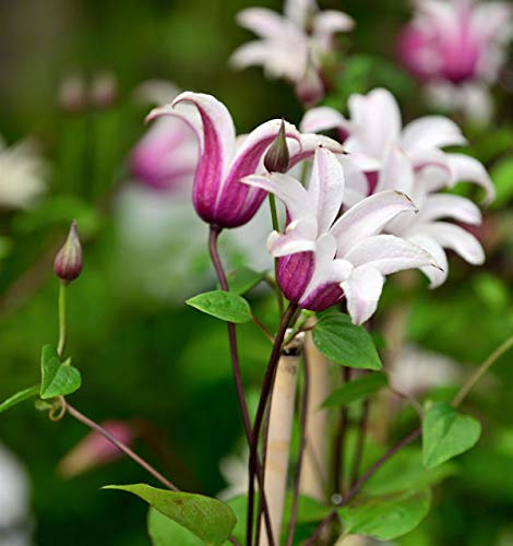 Englische Waldrebe Princess Kate 60-80cm - Clematis texensis - Gartenpflanze von Baumschule