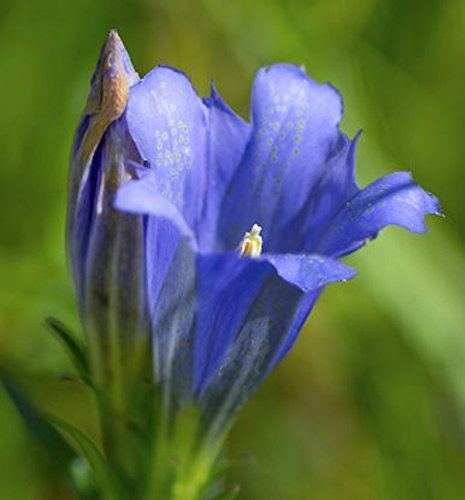 Enzian Blauer Herold - Gentiana paradoxa - Gartenpflanze von Baumschule