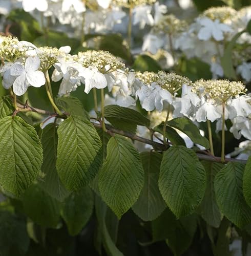 Etagen Schneeball Mariesii 40-60cm - Viburnum plicatum - Gartenpflanze von Baumschule