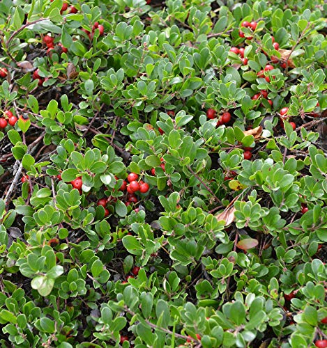 Europäische Bärentraube 20-25cm - Arctostaphylos uva-ursi - Gartenpflanze von Baumschule