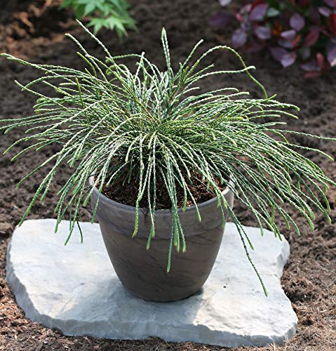 Faden Lebensbaum Whipcord 20-25cm - Thuja plicata - Gartenpflanze von Baumschule