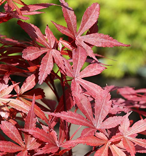 Fächer Ahorn Skeeters Broom 40-60cm - Acer palmatum - Gartenpflanze von Baumschule