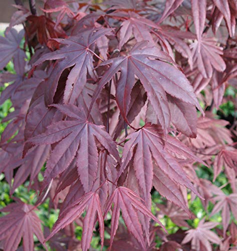 Fächerahorn Moonfire 40-60cm - Acer palmatum - Gartenpflanze von Baumschule