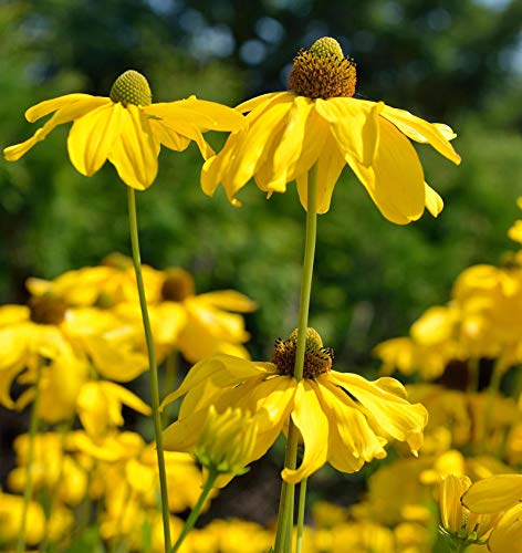 Fallschirm Rudbeckia Juligold - Rudbeckia nitida - Gartenpflanze von Baumschule