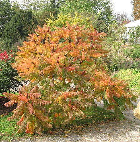 Farnwedel Essigbaum 60-80cm - Rhus typhina - Gartenpflanze von Baumschule