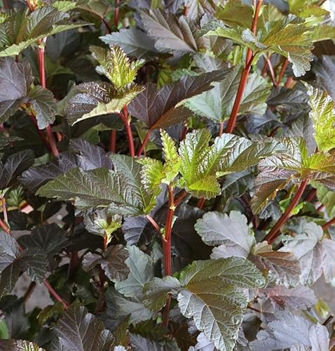 Fasanenspiere Diable d Or 30-40cm - Physocarpus opulifolius von Baumschule